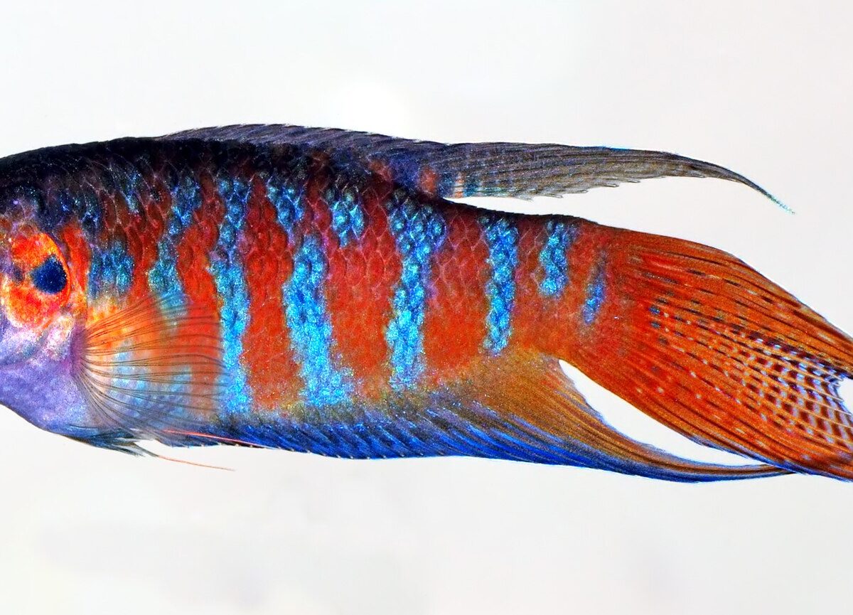 Cennet Balığı (Macropodus opercularis)