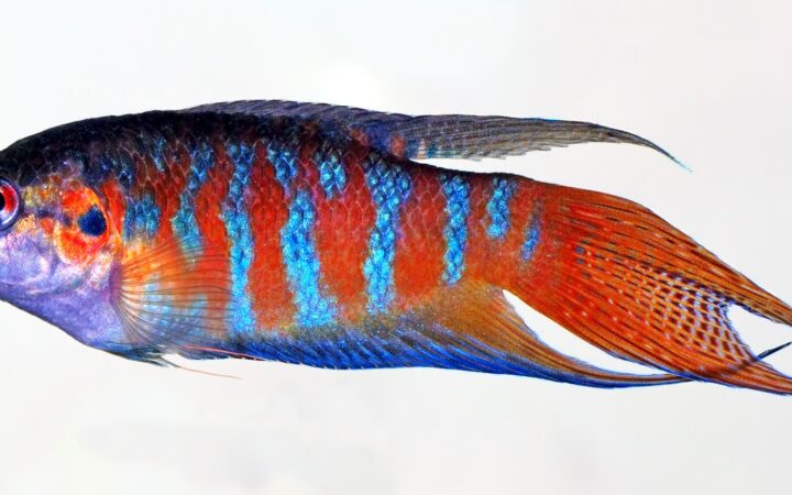 Cennet Balığı (Macropodus opercularis)