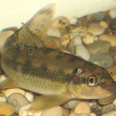 Çin Yosun Yiyici (Gyrinocheilus aymonieri)