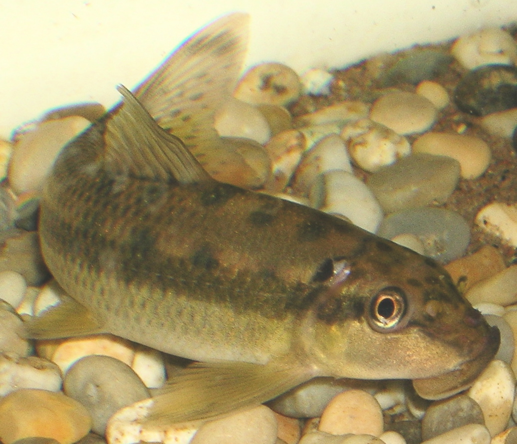 Çin Yosun Yiyici (Gyrinocheilus aymonieri)
