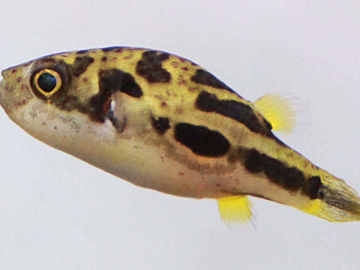 Cüce Balon Balığı (Carinotetraodon travancoricus)