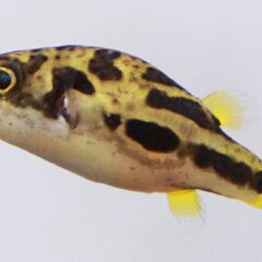 Cüce Balon Balığı (Carinotetraodon travancoricus)