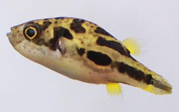 Cüce Balon Balığı (Carinotetraodon travancoricus)