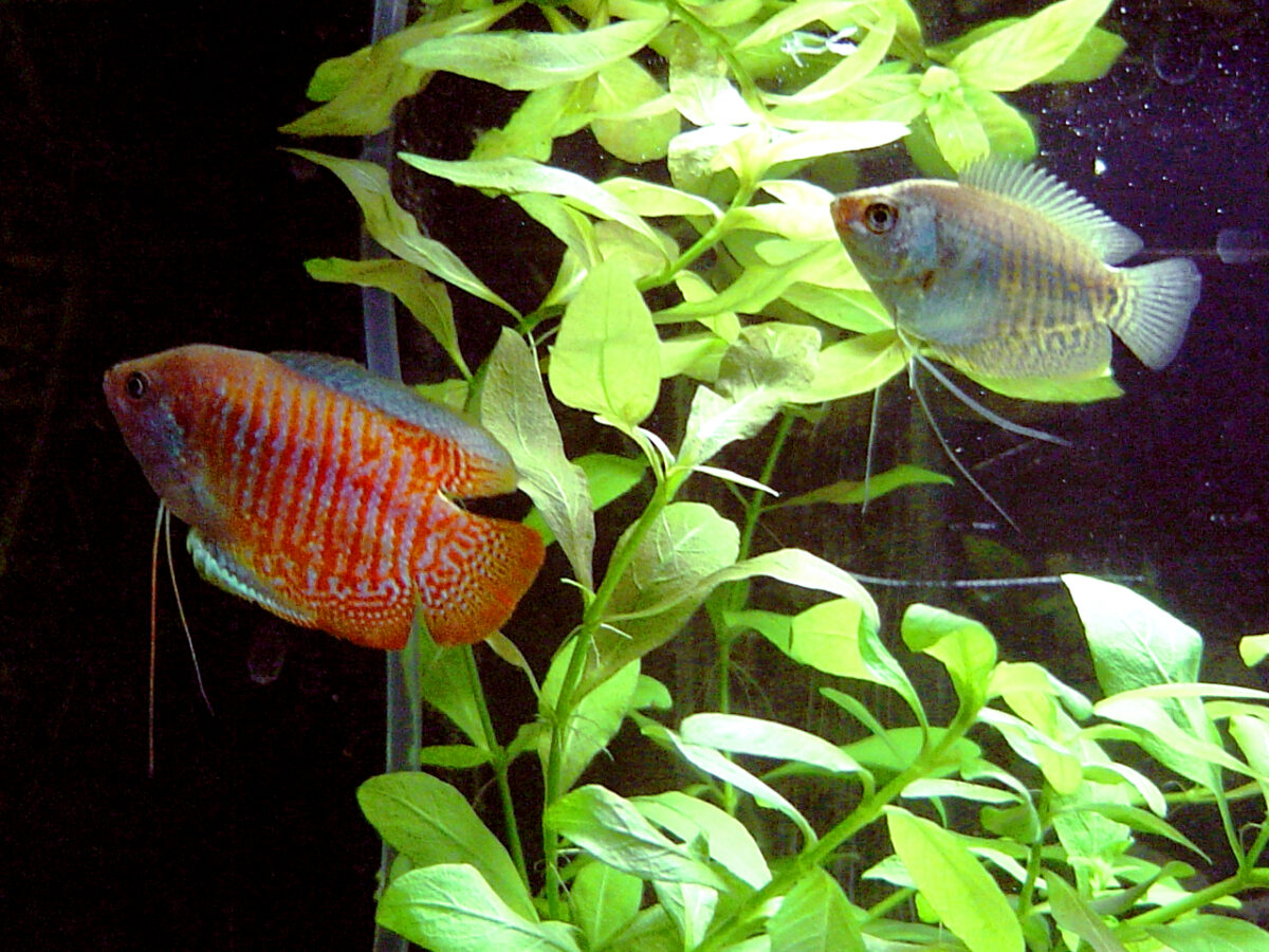 Cüce Gurami (Trichogaster lalius)