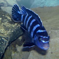 Demasoni (Pseudotropheus demasoni)