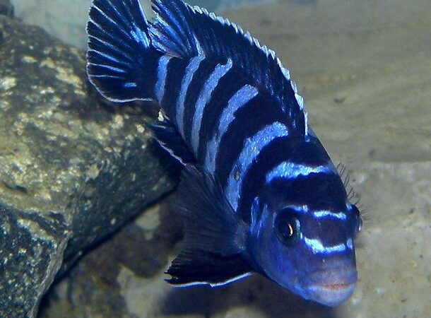 Demasoni (Pseudotropheus demasoni)