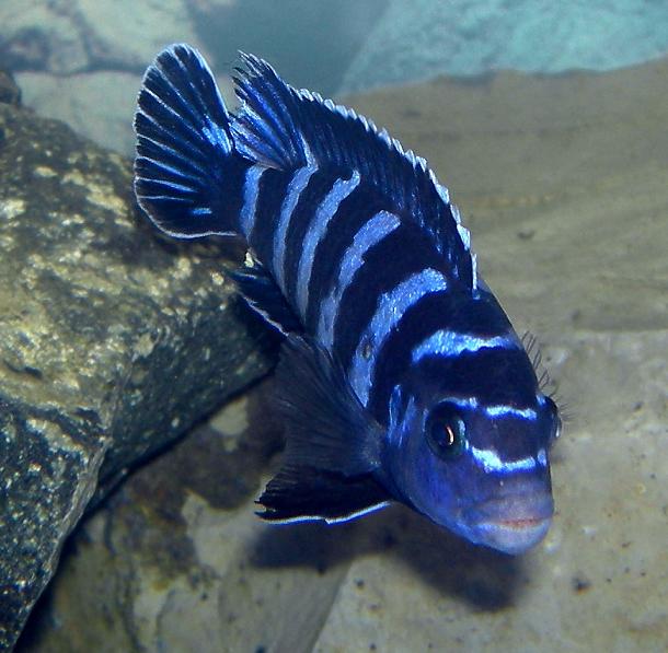Demasoni (Pseudotropheus demasoni)