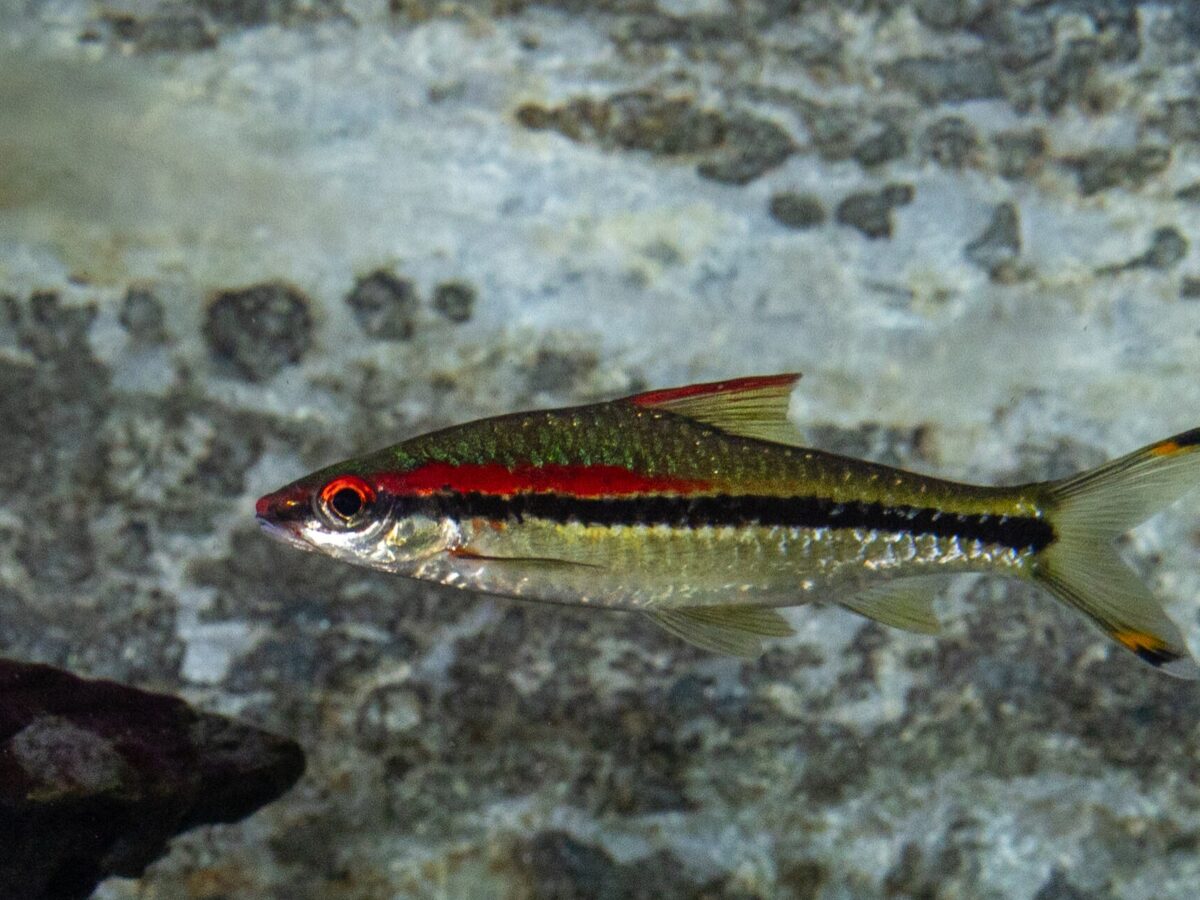 Denison Barb (Sahyadria denisonii)