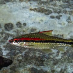 Denison Barb (Sahyadria denisonii)