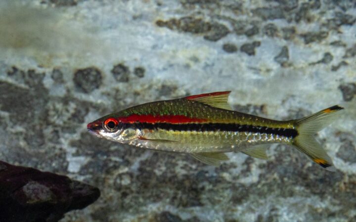 Denison Barb (Sahyadria denisonii)