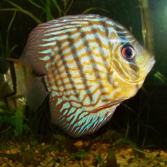 Discus (Symphysodon aequifasciatus)