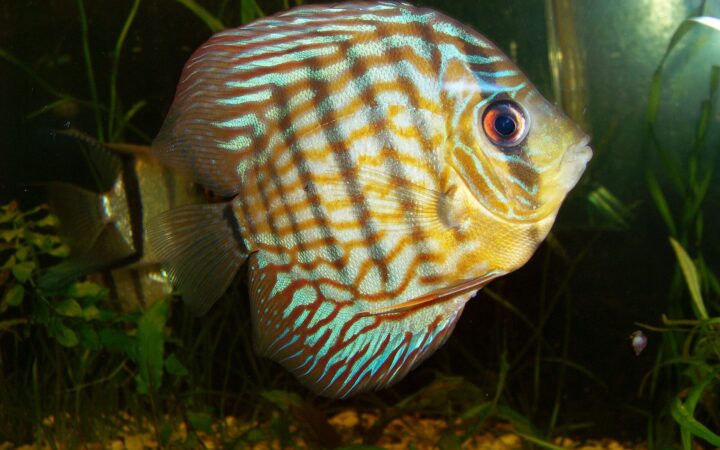 Discus (Symphysodon aequifasciatus)