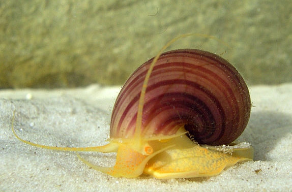 Elma Salyangozu (Pomacea bridgesii)