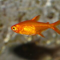 Ember Tetra (Hyphessobrycon amandae)