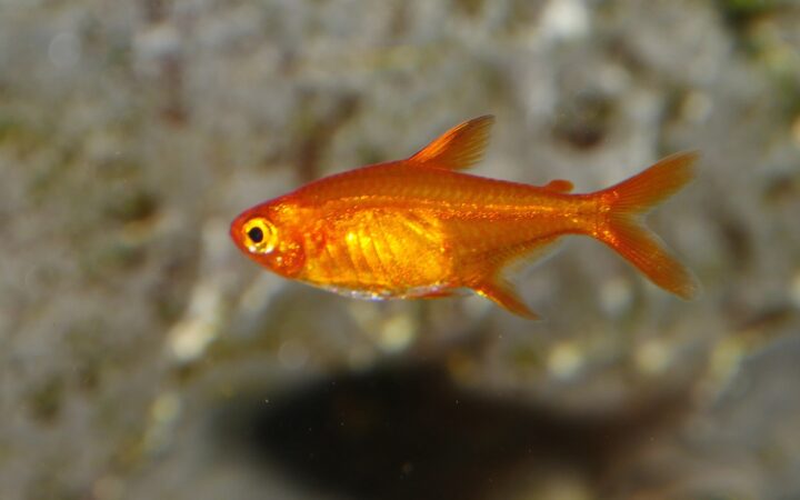 Ember Tetra (Hyphessobrycon amandae)
