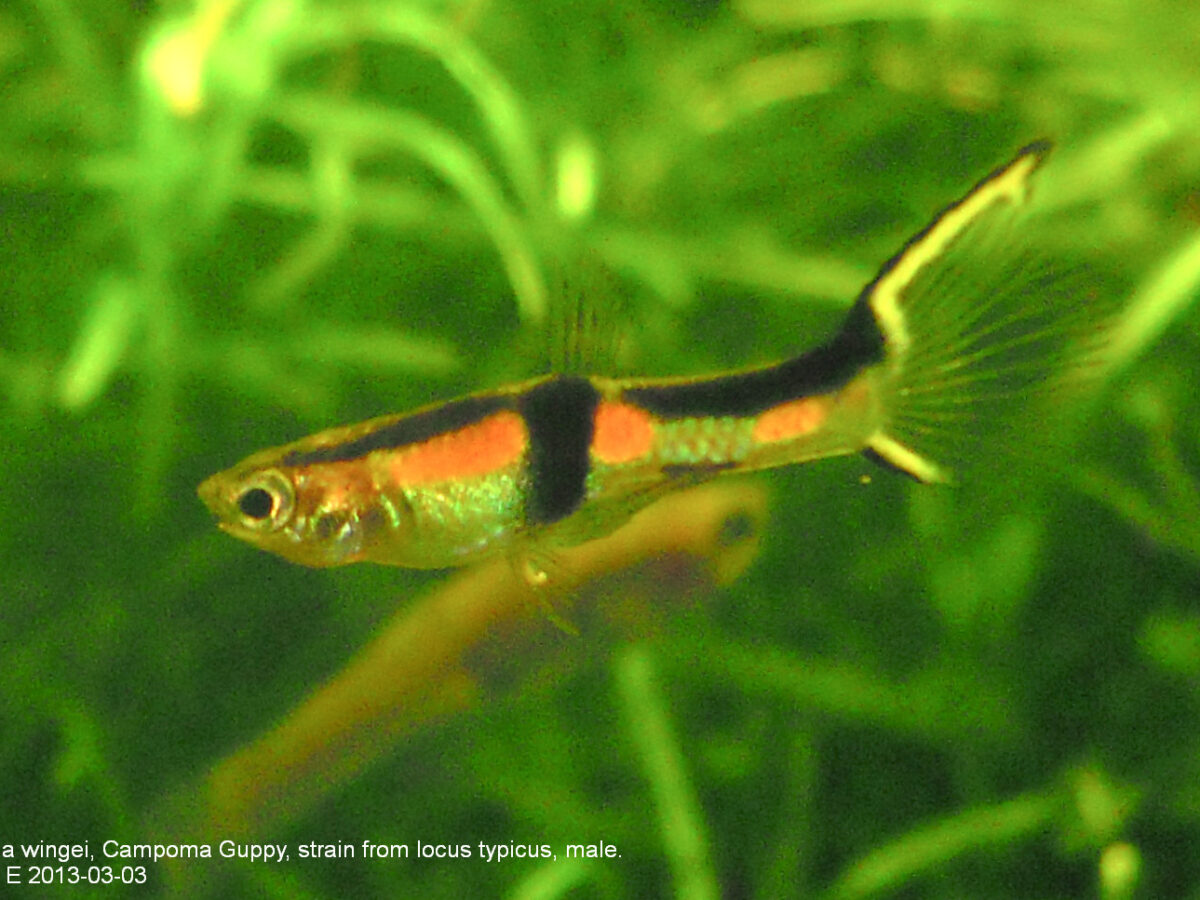 Endler Lepistesi (Poecilia wingei)
