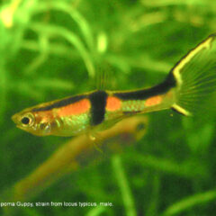 Endler Lepistesi (Poecilia wingei)