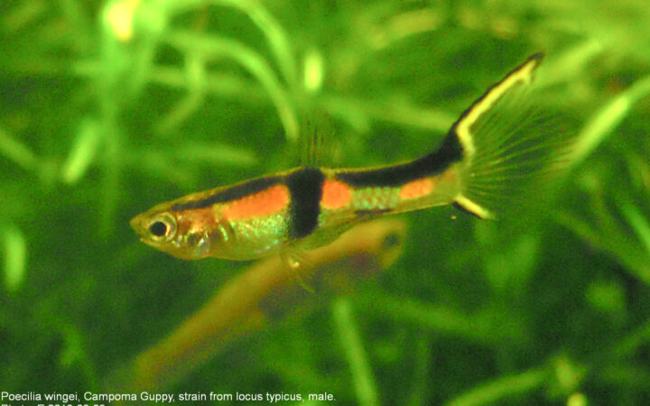 Endler Lepistesi (Poecilia wingei)