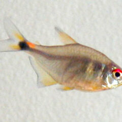 Fener Tetra (Hemigrammus ocellifer)