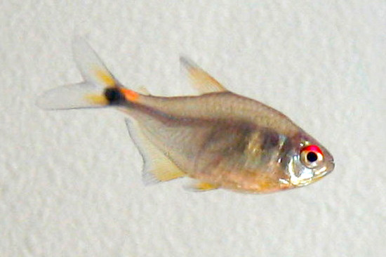 Fener Tetra (Hemigrammus ocellifer)