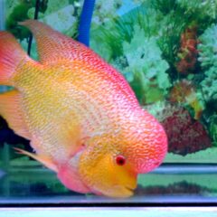 Flowerhorn (Cichlasoma hibrit (melez))