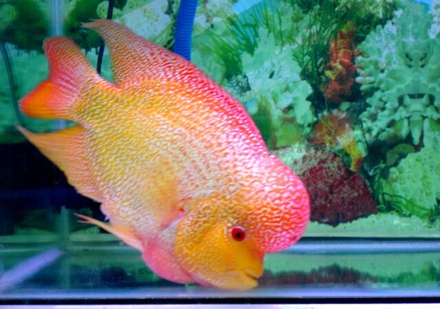 Flowerhorn (Cichlasoma hibrit (melez))