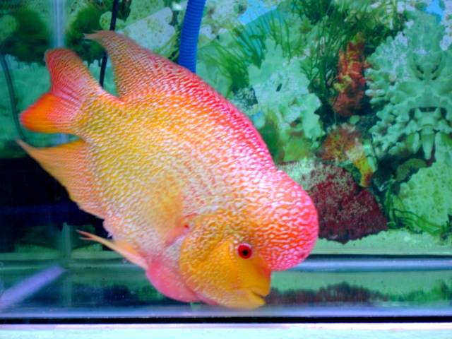 Flowerhorn (Cichlasoma hibrit (melez))
