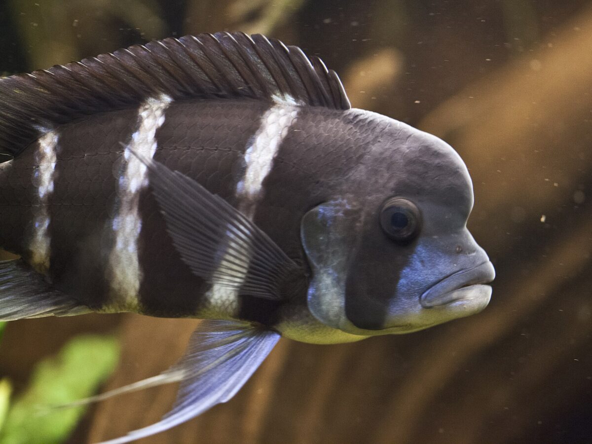 Frontosa (Cyphotilapia frontosa)