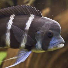 Frontosa (Cyphotilapia frontosa)