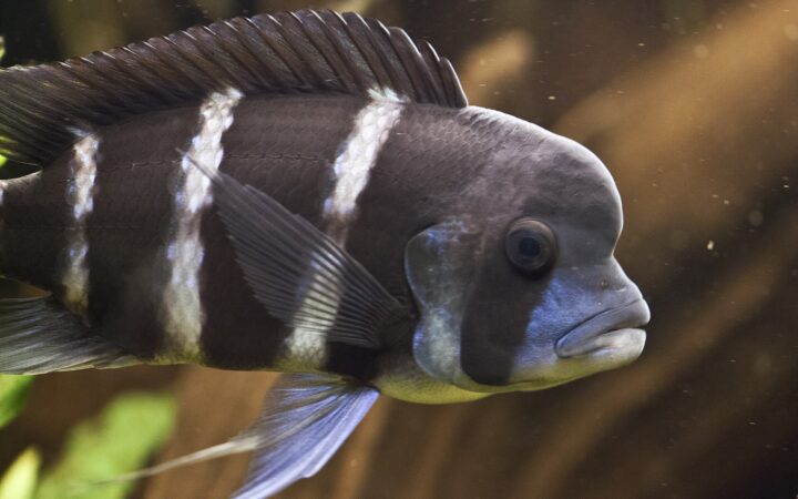 Frontosa (Cyphotilapia frontosa)