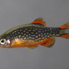 Galaxy Rasbora (Danio margaritatus)