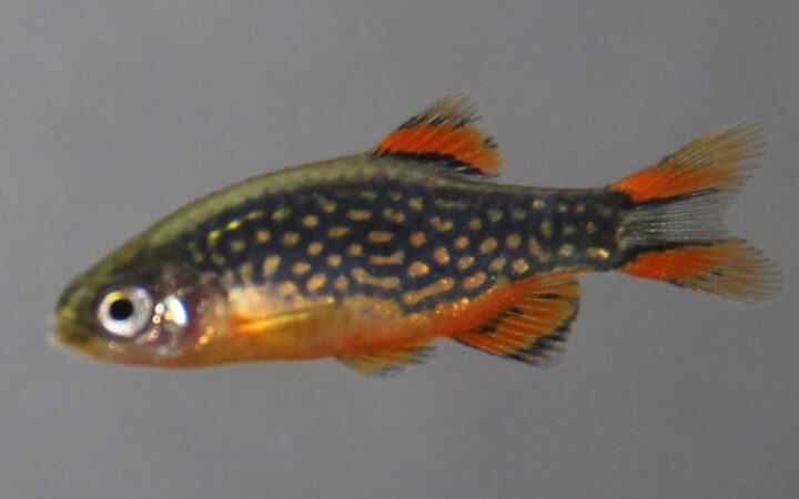 Galaxy Rasbora (Danio margaritatus)