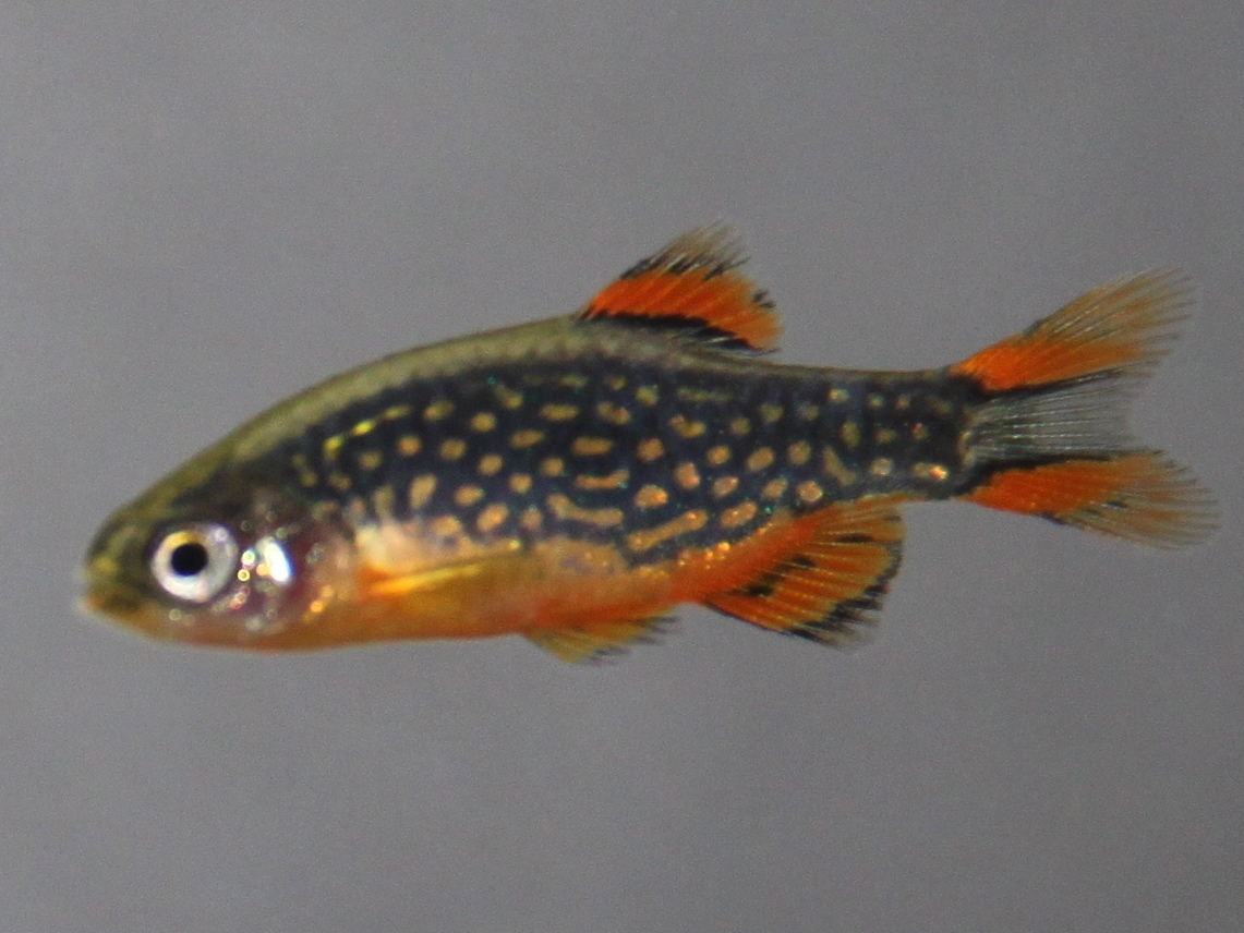 Galaxy Rasbora (Danio margaritatus)