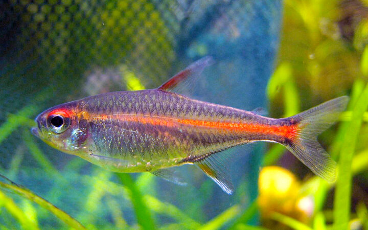 Glowlight Tetra (Hemigrammus erythrozonus)