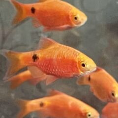 Gül Barb (Pethia conchonius)