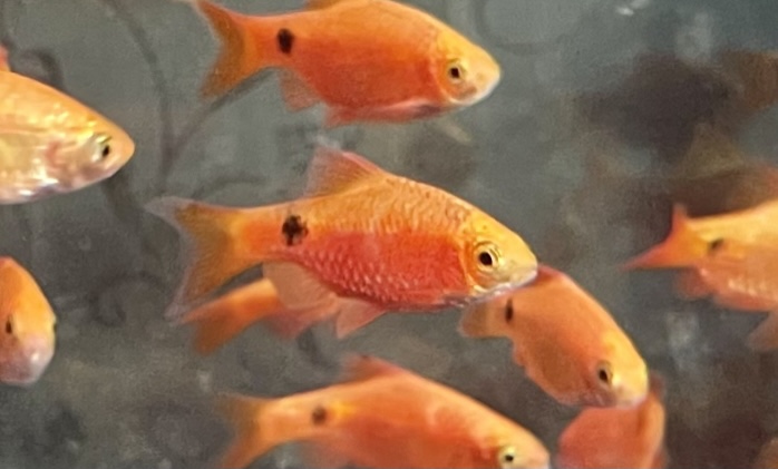 Gül Barb (Pethia conchonius)