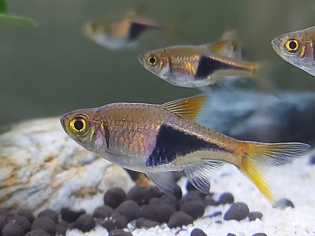 Harlequin Rasbora (Trigonostigma heteromorpha)