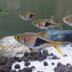 Harlequin Rasbora (Trigonostigma heteromorpha)