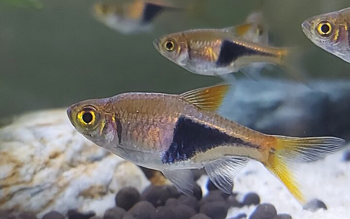 Harlequin Rasbora (Trigonostigma heteromorpha)