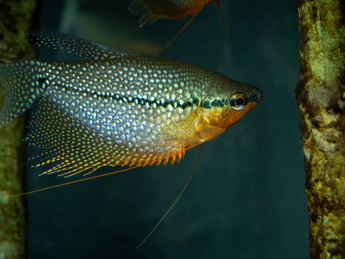 İnci Gurami (Trichopodus leerii)