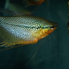 İnci Gurami (Trichopodus leerii)