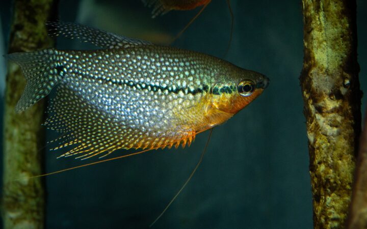İnci Gurami (Trichopodus leerii)