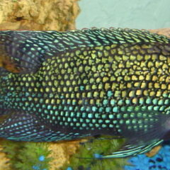 Jack Dempsey (Rocio octofasciata)