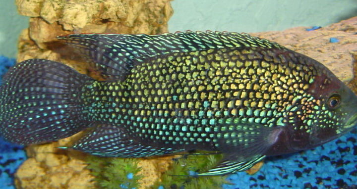 Jack Dempsey (Rocio octofasciata)