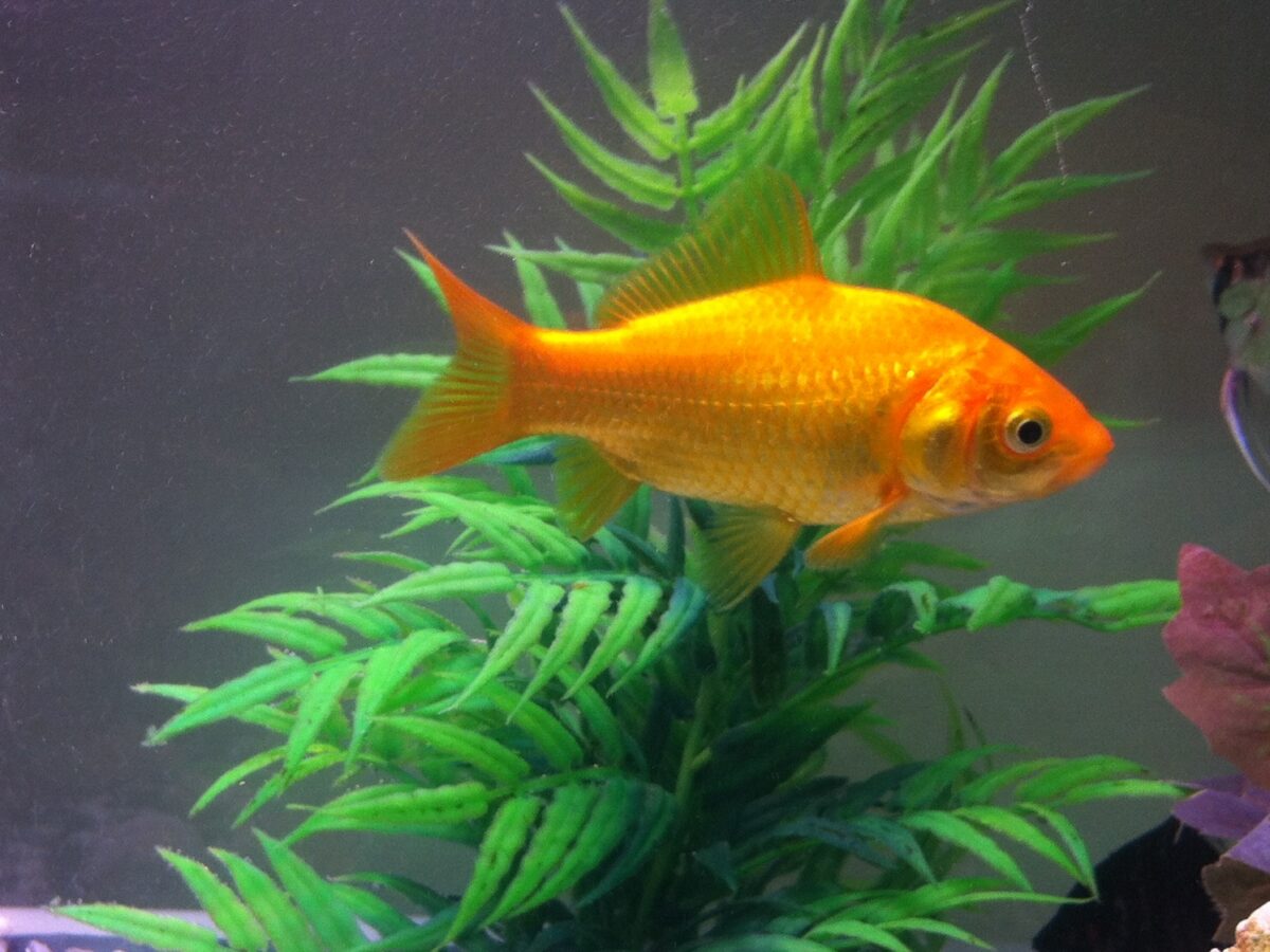 Japon Balığı (Carassius auratus)