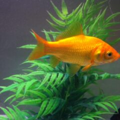 Japon Balığı (Carassius auratus)