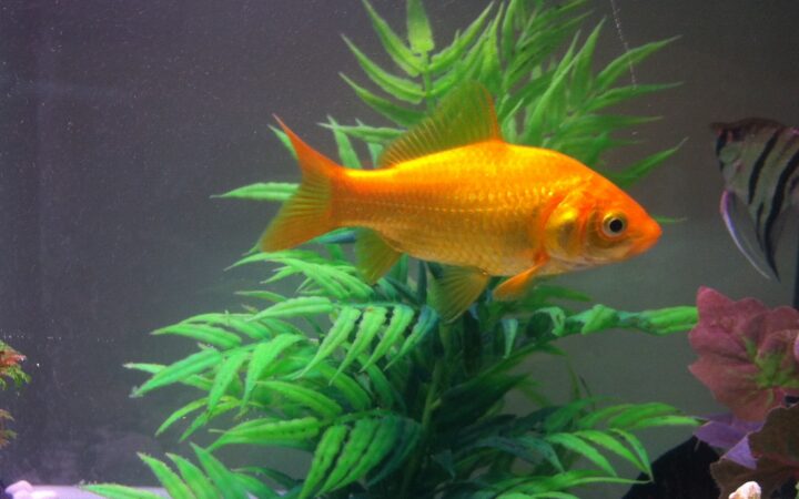 Japon Balığı (Carassius auratus)