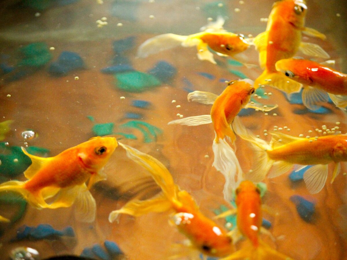 Japon Balığı Çeşitleri: Komet, Oranda, Ranchu ve Diğerleri