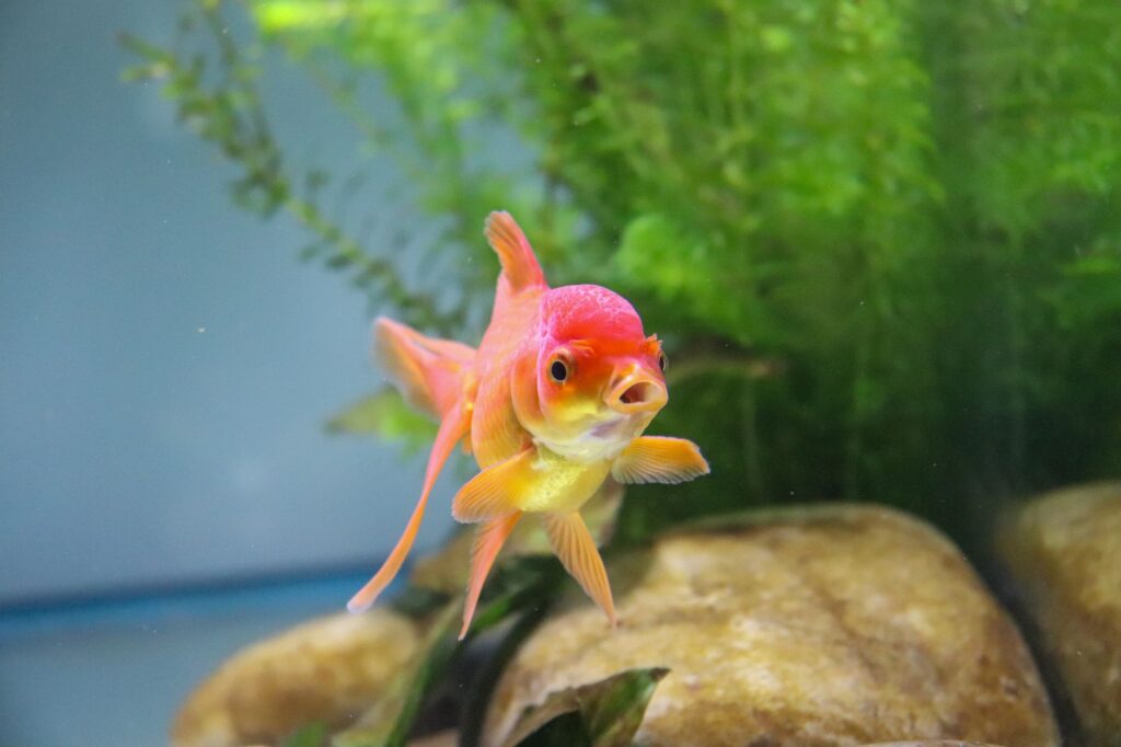 Japon Balığı Çeşitleri: Komet, Oranda, Ranchu ve Diğerleri – görsel 2
