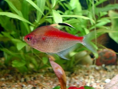 Kanayan Kalp Tetra (Hyphessobrycon erythrostigma)
